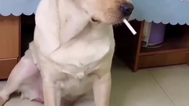 Dog smoking cigarette