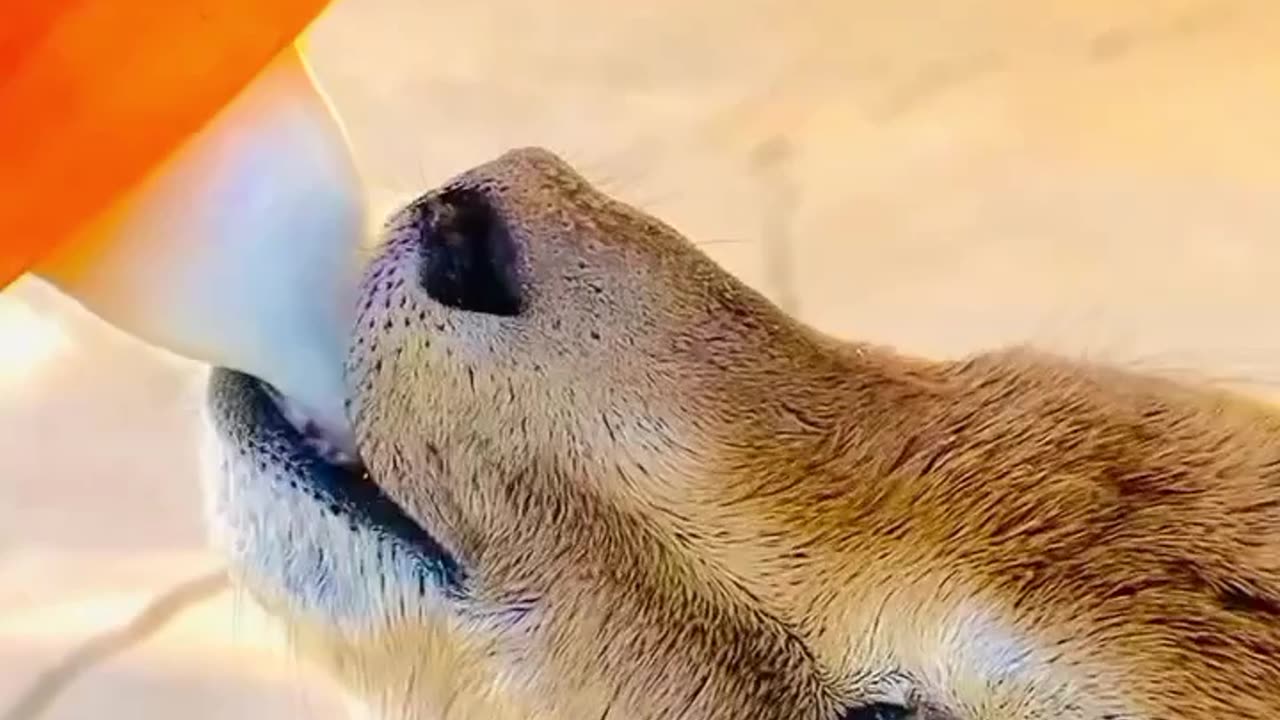 Animal