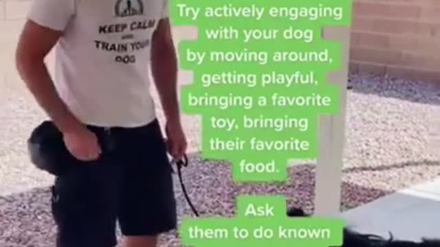 Brain training for dogs| turn your dog into a genius