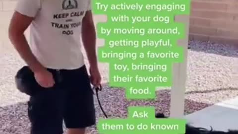 Brain training for dogs| turn your dog into a genius