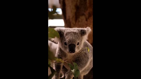 Watch a Koala Stuff Its Face With Leaves