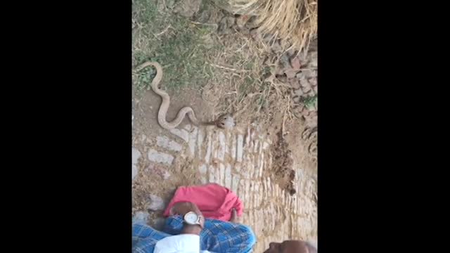 snake rescue in a village