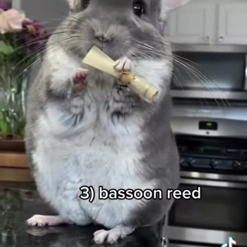 Cute Chinchilla holds random objects(2K)
