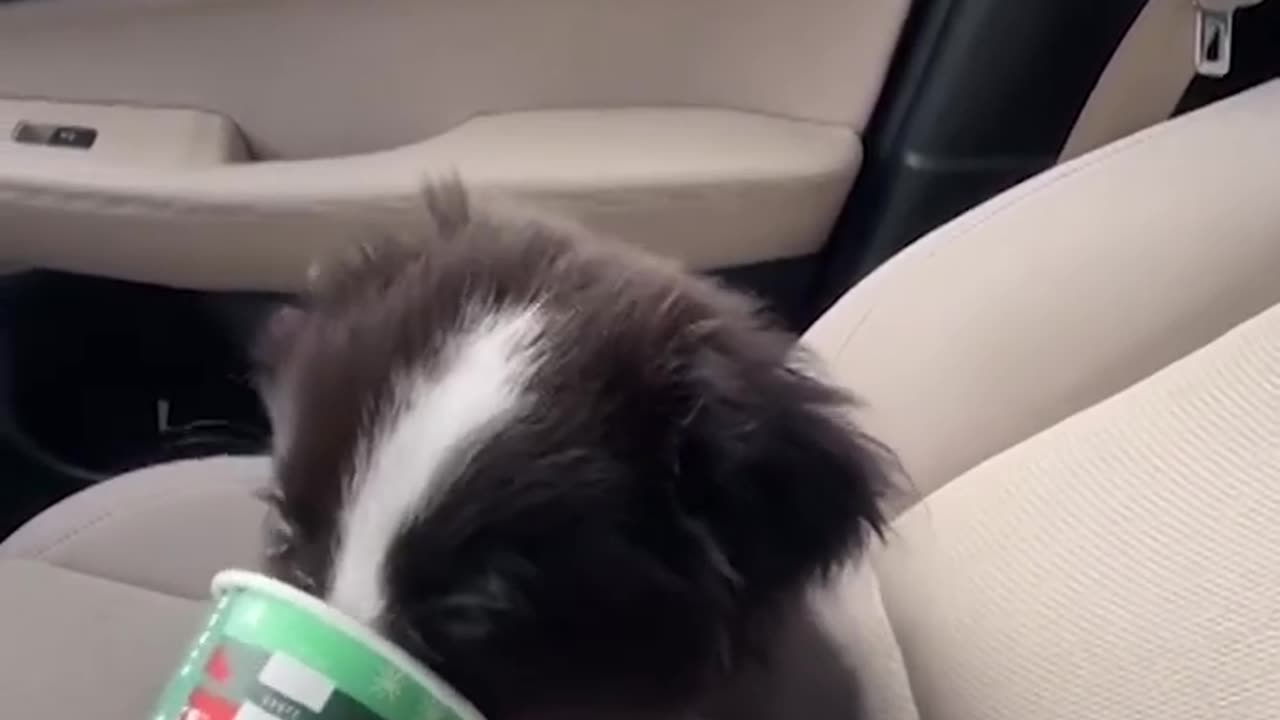 Pup sent into sweetness overload after devouring Starbucks puppuccino #Shorts