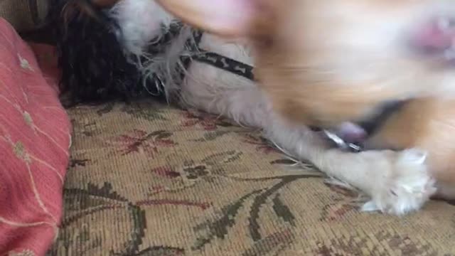 Two dogs play fight on couch brown dog falls off