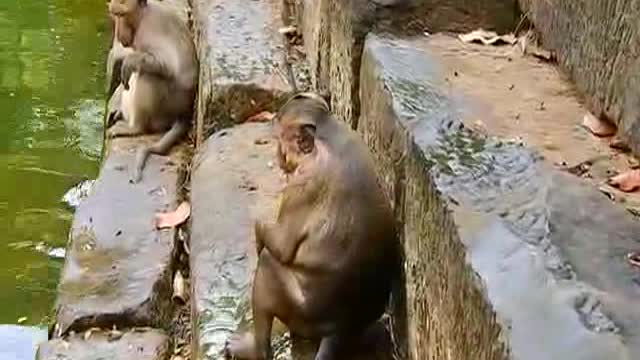 Fat sweetpea monkey Hot tak a shower, happy & funny time_ like monkey