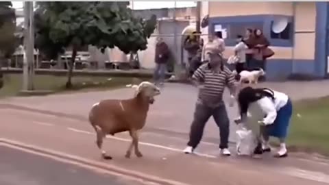 Goats fight in woman