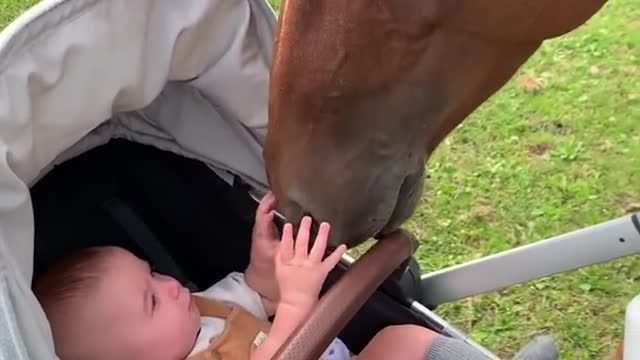 Baby Boy Meets Horse for the First Time