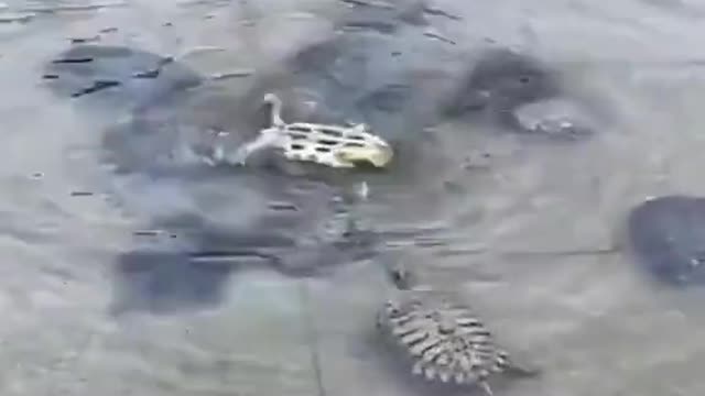 Turtles come together to help their friend…🥺