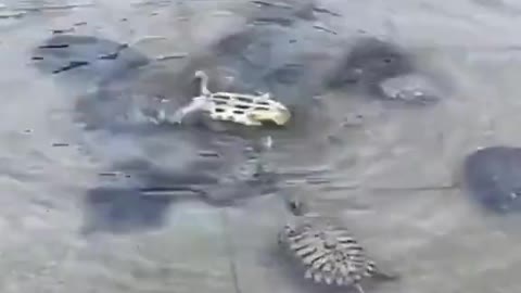 Turtles come together to help their friend…🥺