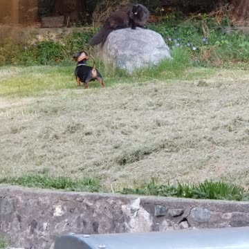 First Lawn cut Peanut Pup playing with his Big Brother Louis (the Cat)