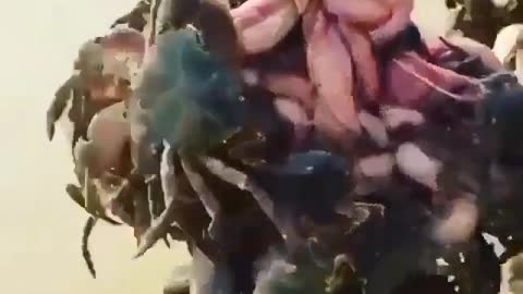 This is a beautiful and charming water-dwelling species