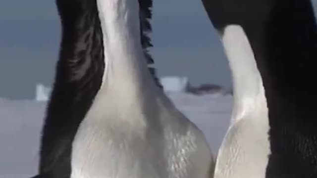 Are two penguins in love? Stay close together