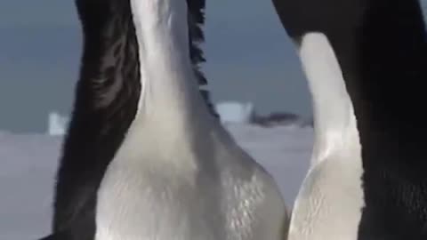 Are two penguins in love? Stay close together