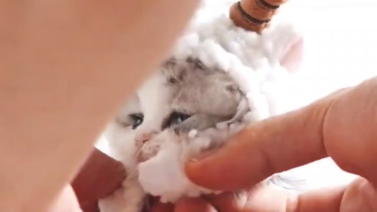 Cute Cat Debut Plan