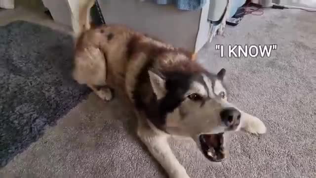 Husky Finally Gets The Sleepover He's Always Wanted!