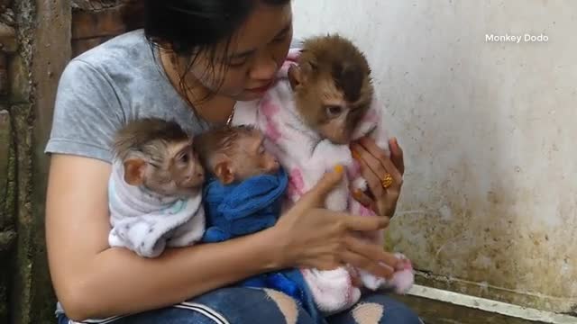 Three Little Monkey (Dodo, Donal And Moly) Waiting Mom Bathing Them Very Quiet And Obedient