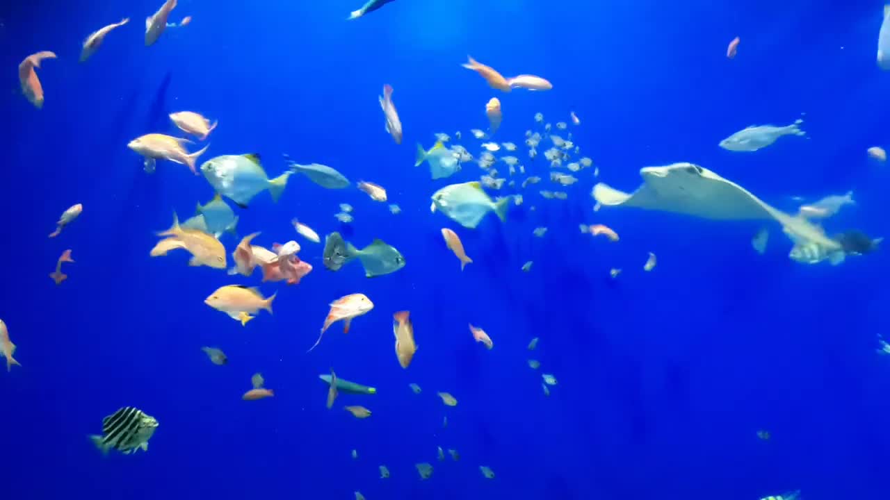 Fish Happily Swimming Together In Aquarium