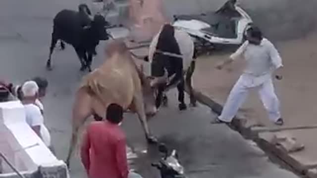 Aggressive bull fight