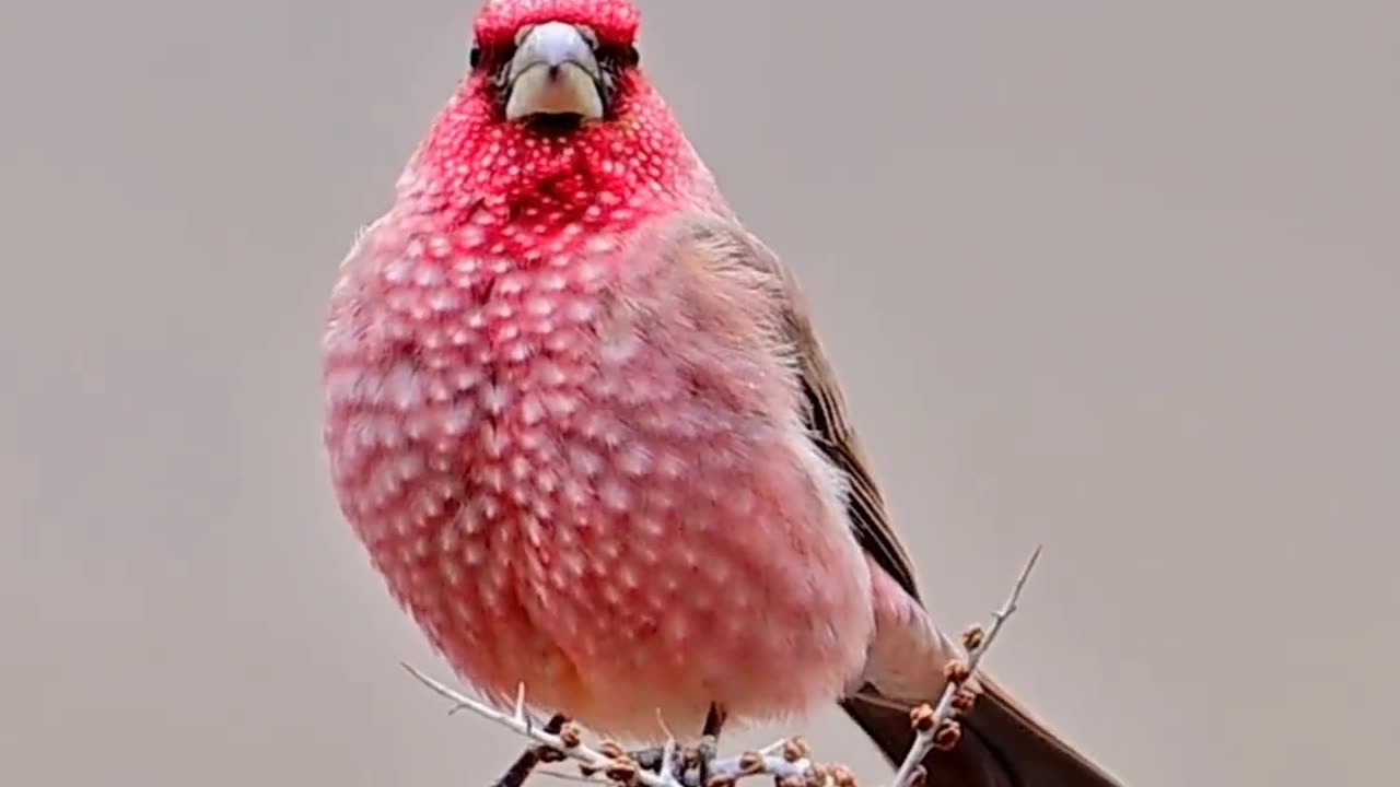 Beautiful red bird...