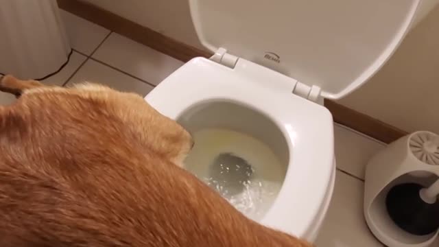 Amazing German Shepherd Dog Peeing In Toilet