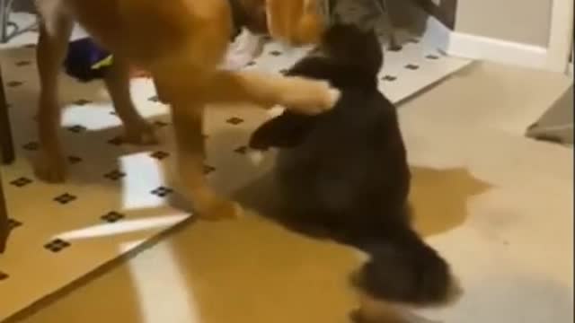 WWE cat vs dog | | #short daily dose of internet