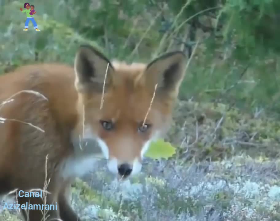 Things you need to know about RED FOXES