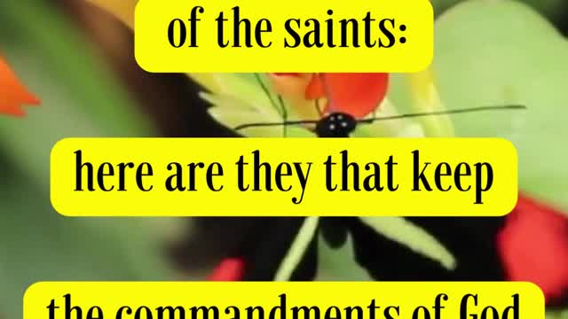 Bible Verse For the Day...Here is the patience of the saints: here are they that keep the...