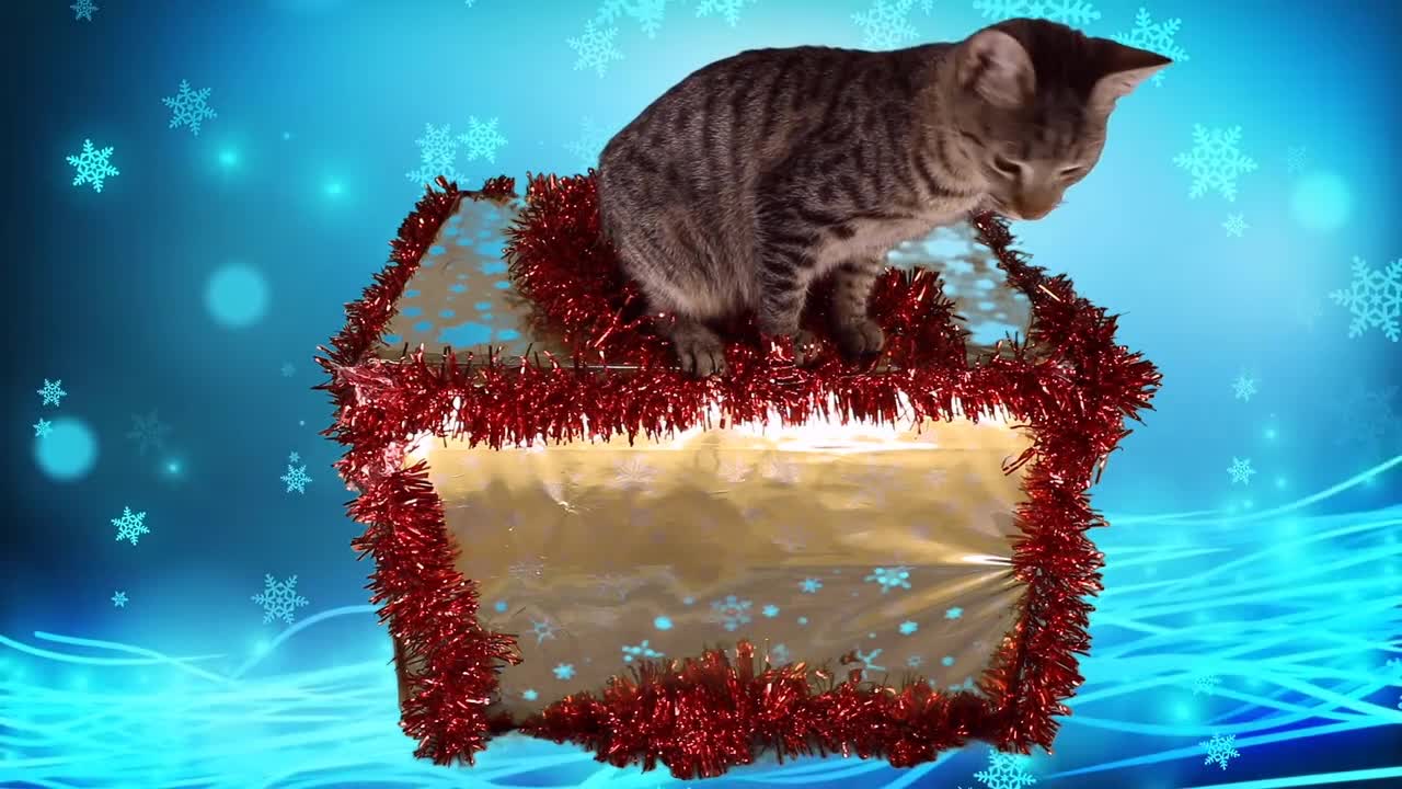 Cats out of the box
