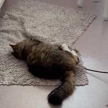 A Cat Playing on Carpet