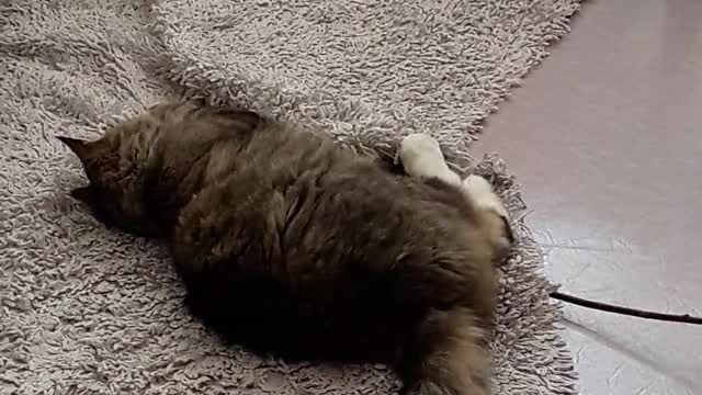 A Cat Playing on Carpet