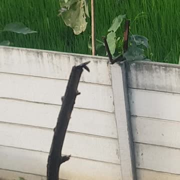 Black wasp inside the plant hole.