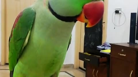 #parrot