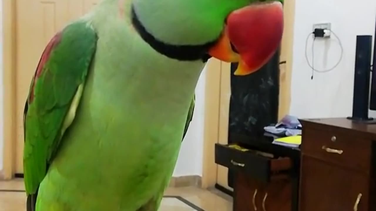 #parrot