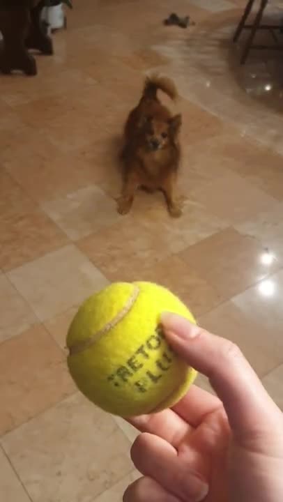 La La Dog playing with tennis ball 🥎