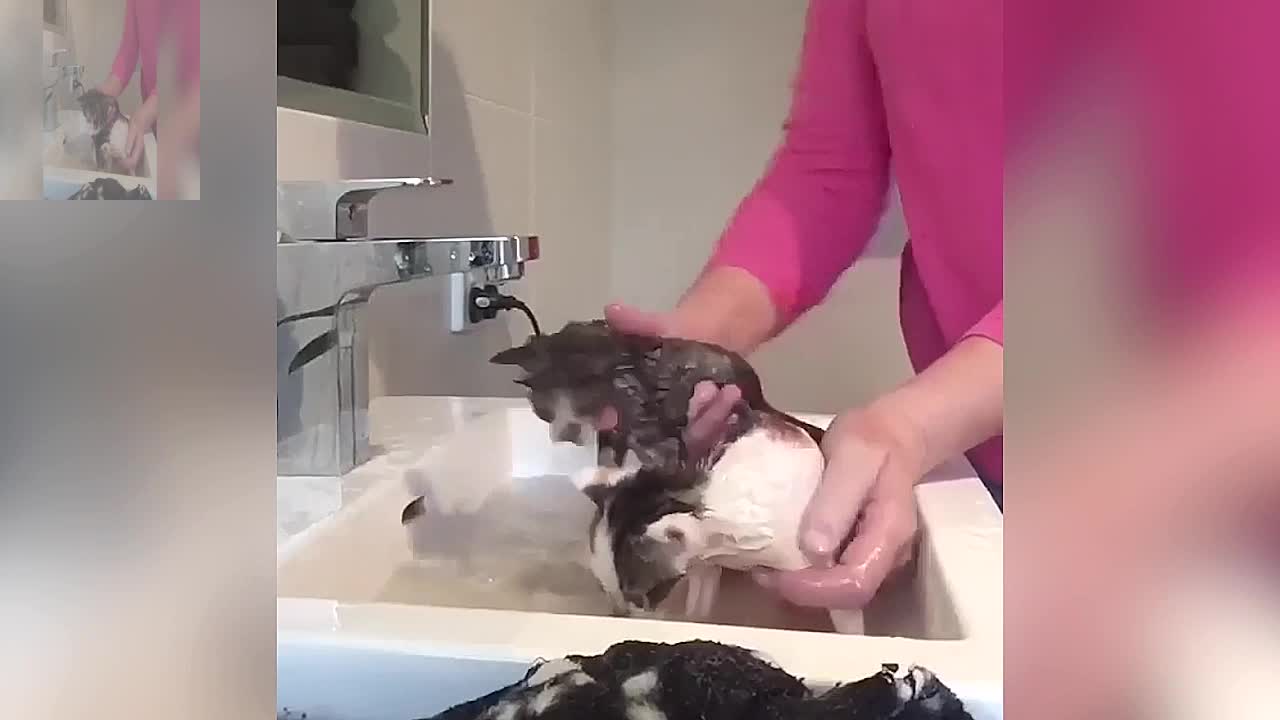 Two bathing cats