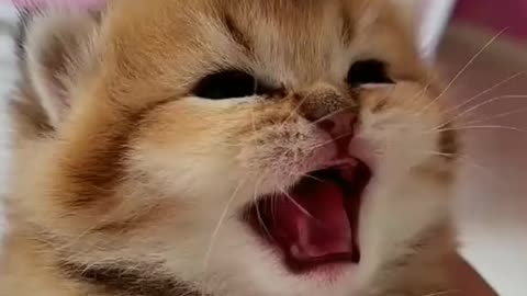Anak kucing menangis lucu