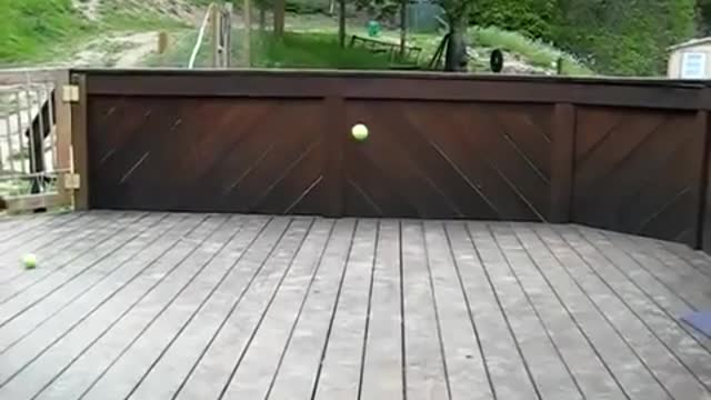 Dog reaction with tennis ball and he trying to play with