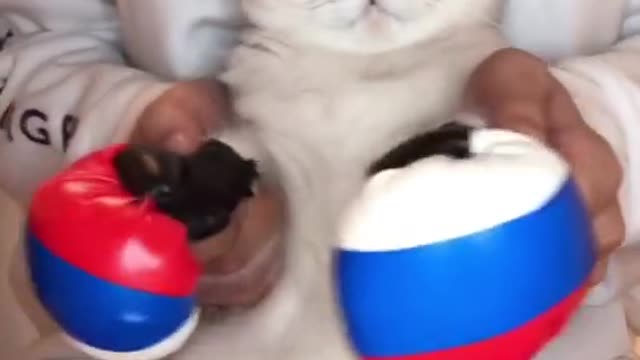 Funny and Cute Cat's Song 😺 Cats and Owners are the best friends Videos 👯