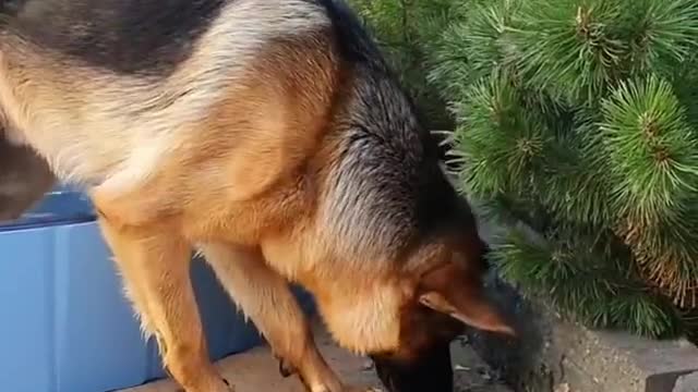 A dog in the shower