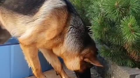 A dog in the shower