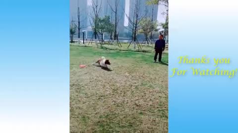 Funny animals from 2020 and 2021 - Impossible not to laugh