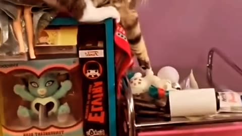 Cutipai Cats #cats video