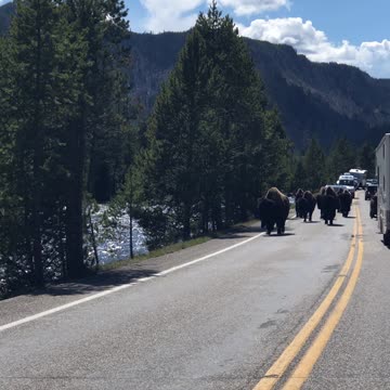 Bison Parade