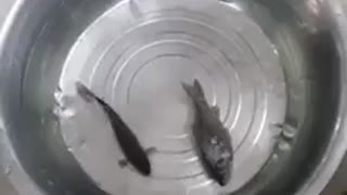 Frozen fish stays alive