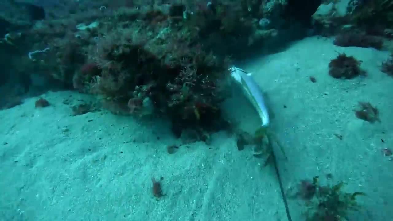 Scuba Spearfishing Tip: Hold onto the Gun!