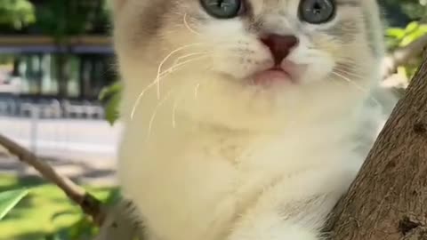 CUTE MOMENTE KITTIES
