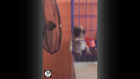 Pug Funny Moments||Cute Dog Videos|| Pets Funny||Stress out Mind relax