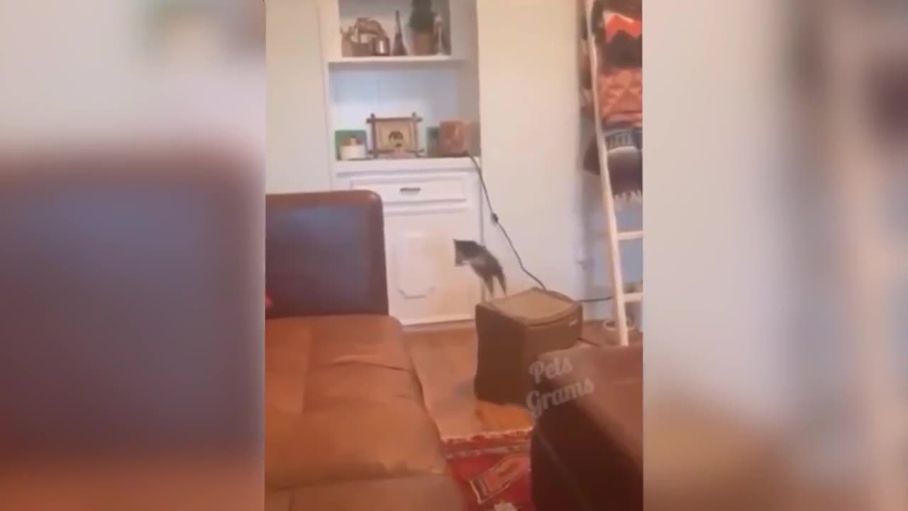 Kitten's blunder