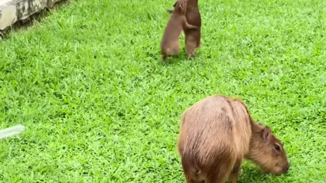 Baby Capybaras playing around